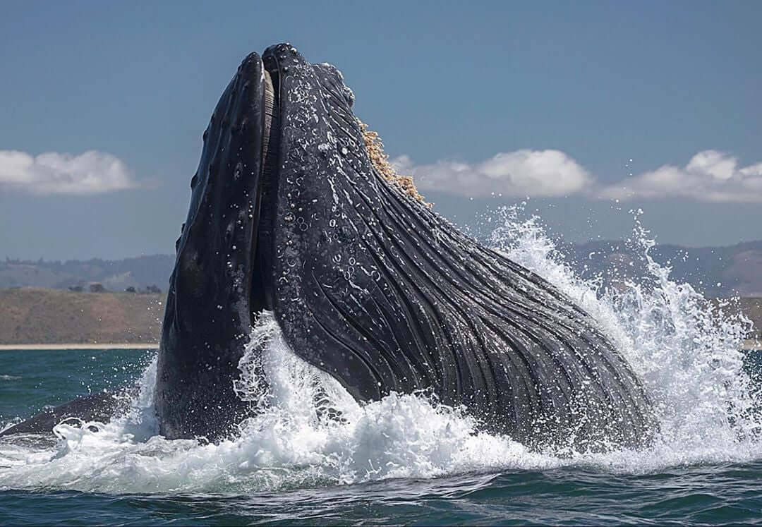Baleine à bosse boit eau de mer