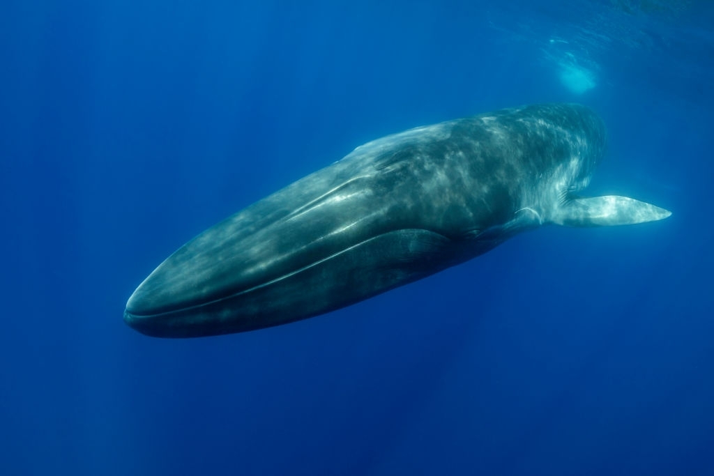 Baleine bleue Mexique