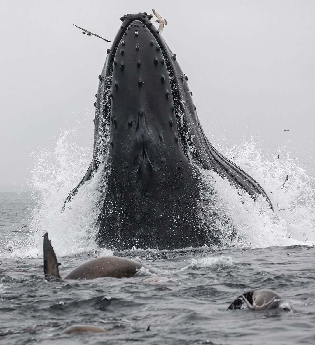 Brèche eau de mer baleine à bosse