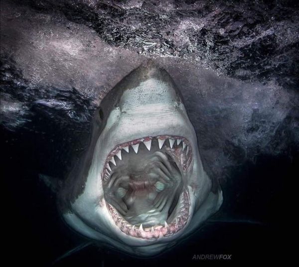 Dents requin blanc