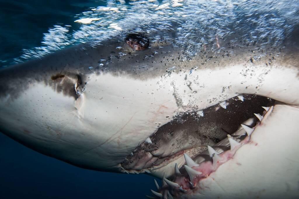Dents requin