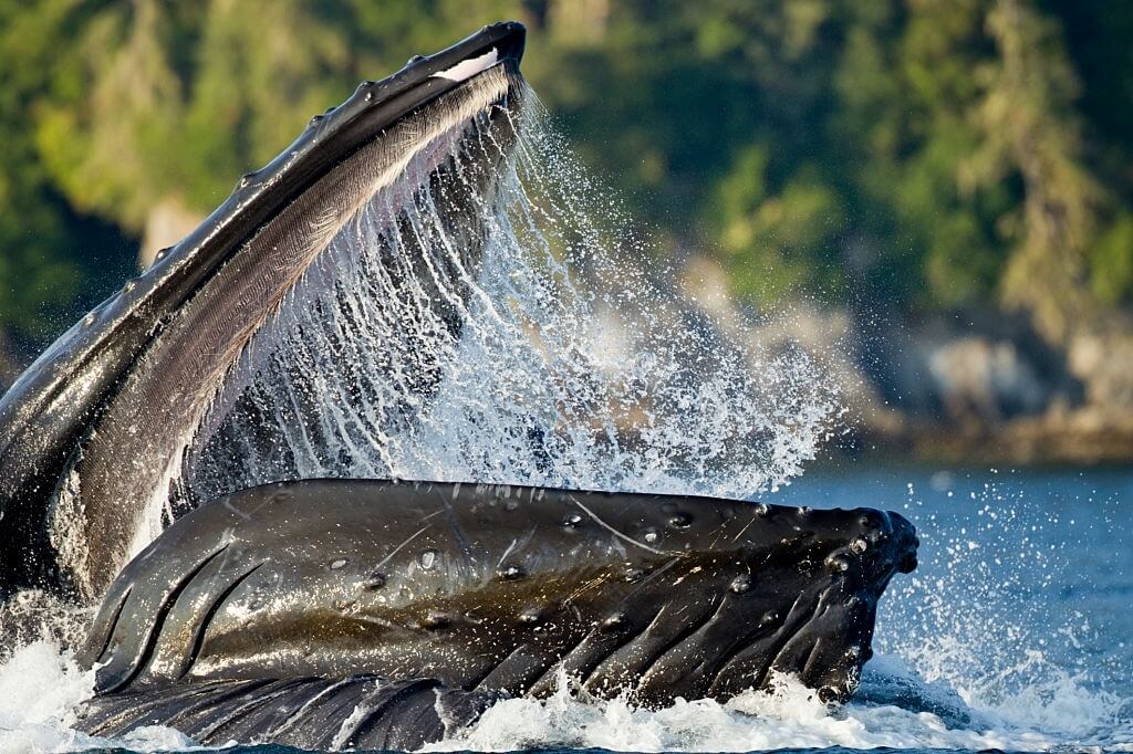 Eau de mer et baleine à bosse