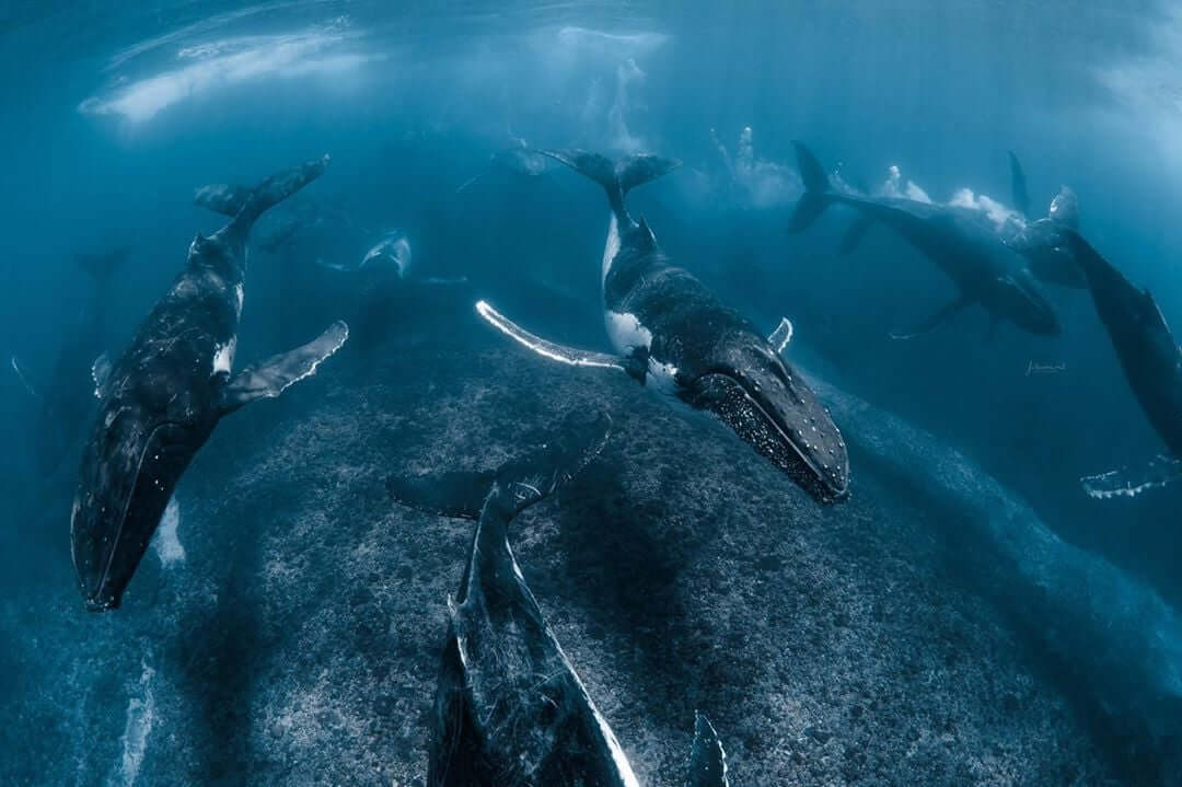 Groupe baleines à bosse