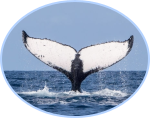 Histoires de baleines à bosse
