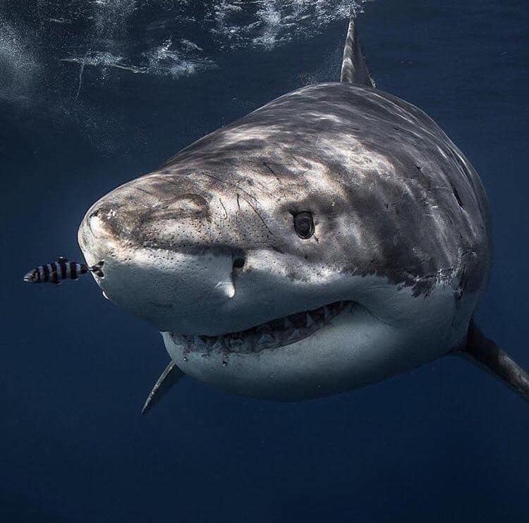 La peau du requin blanc