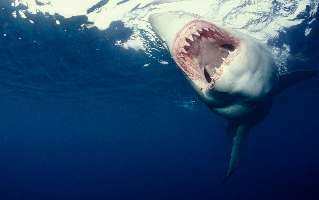 Mâchoire requin blanc