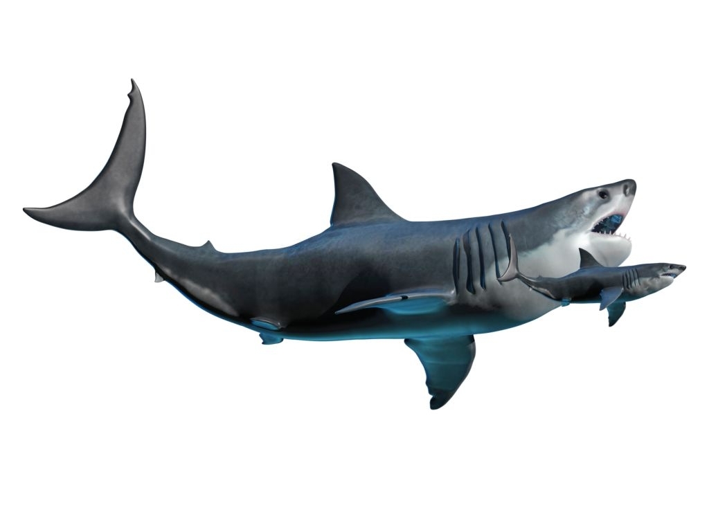Mégalodon et requin blanc