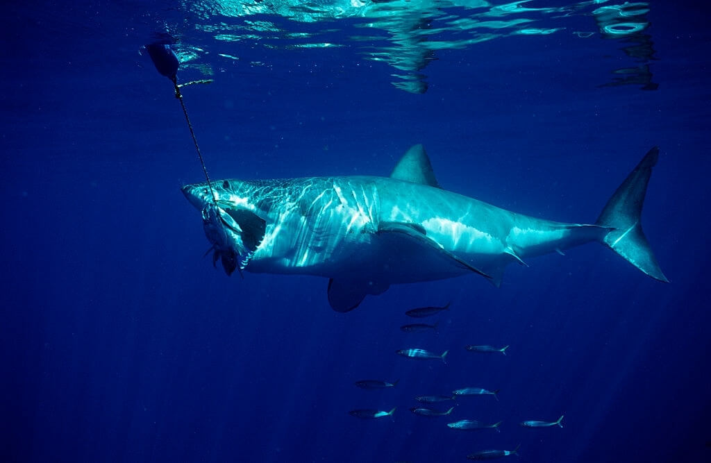 Morsure requin blanc
