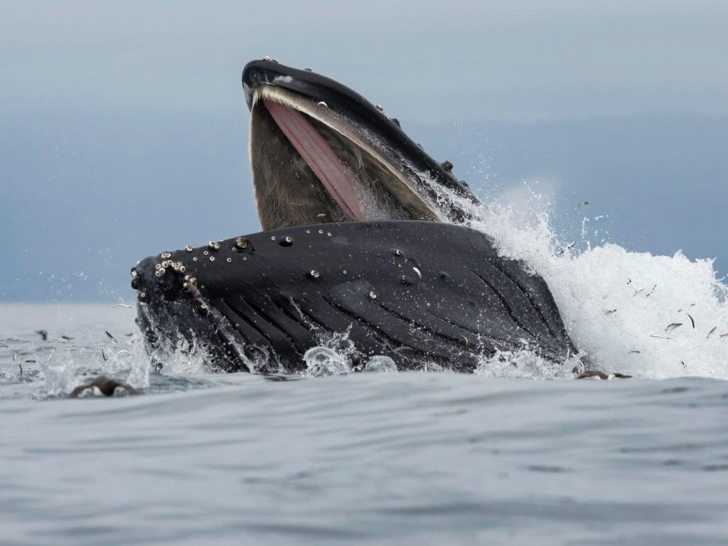 Nourrissage baleine à bosse
