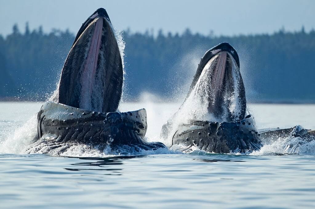 Nourrissage baleines à bosse