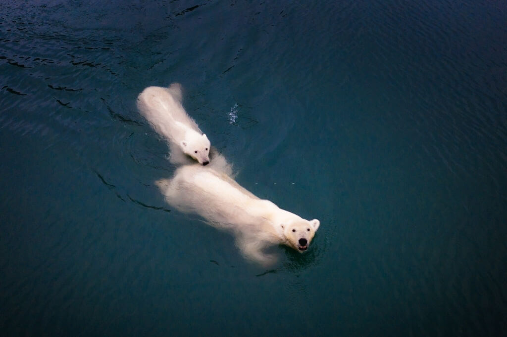 Ours blanc en baie d'Hudson
