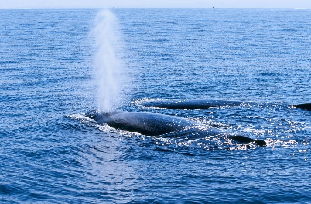 Respiration baleine