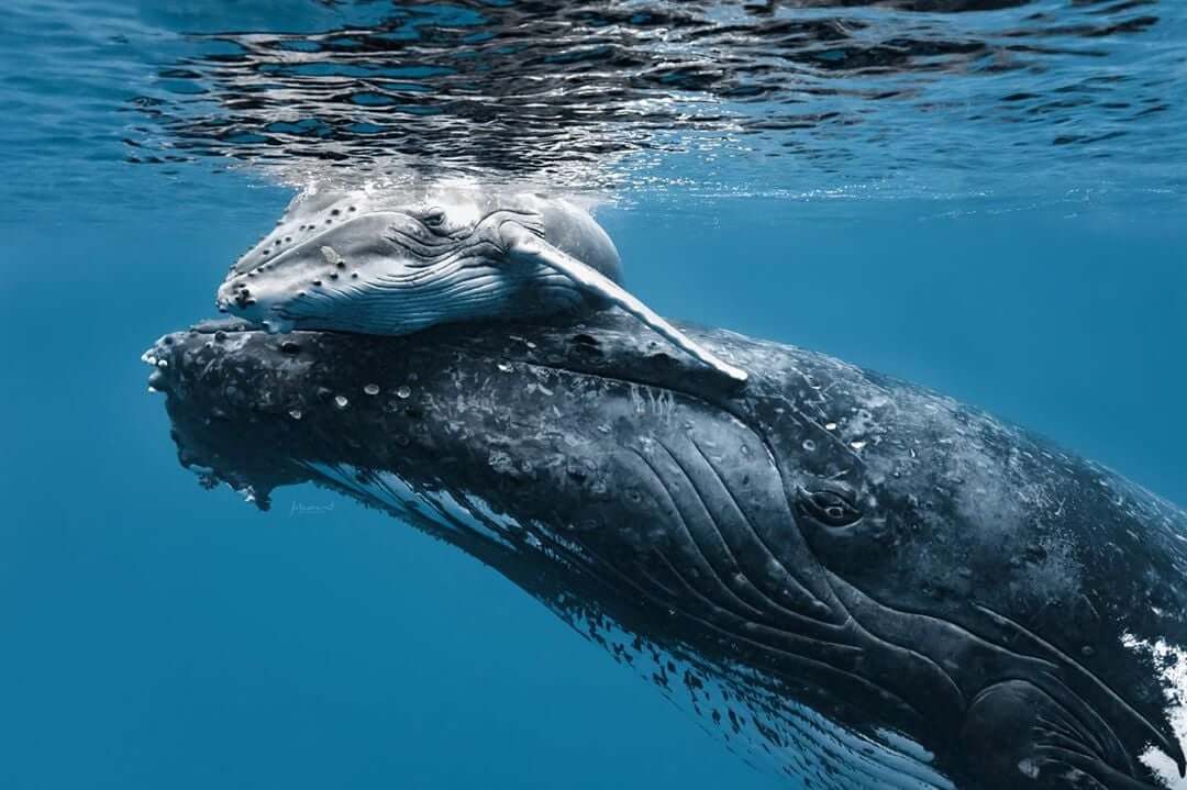 Respiration baleineau