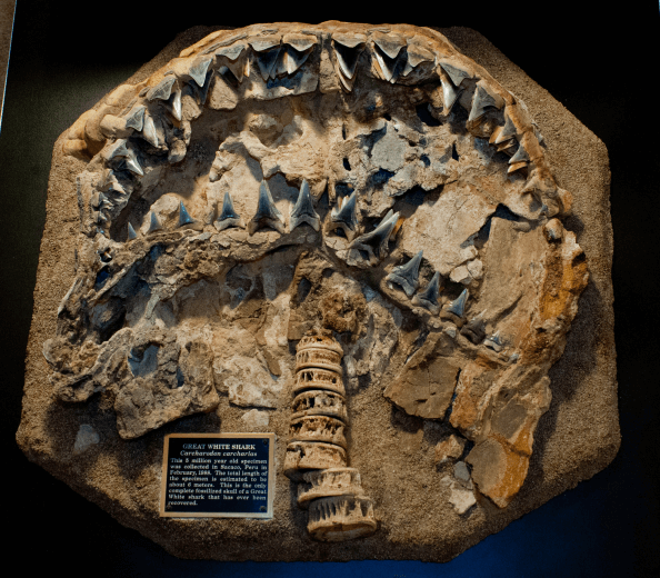 Tête de carcharodon hubbelli