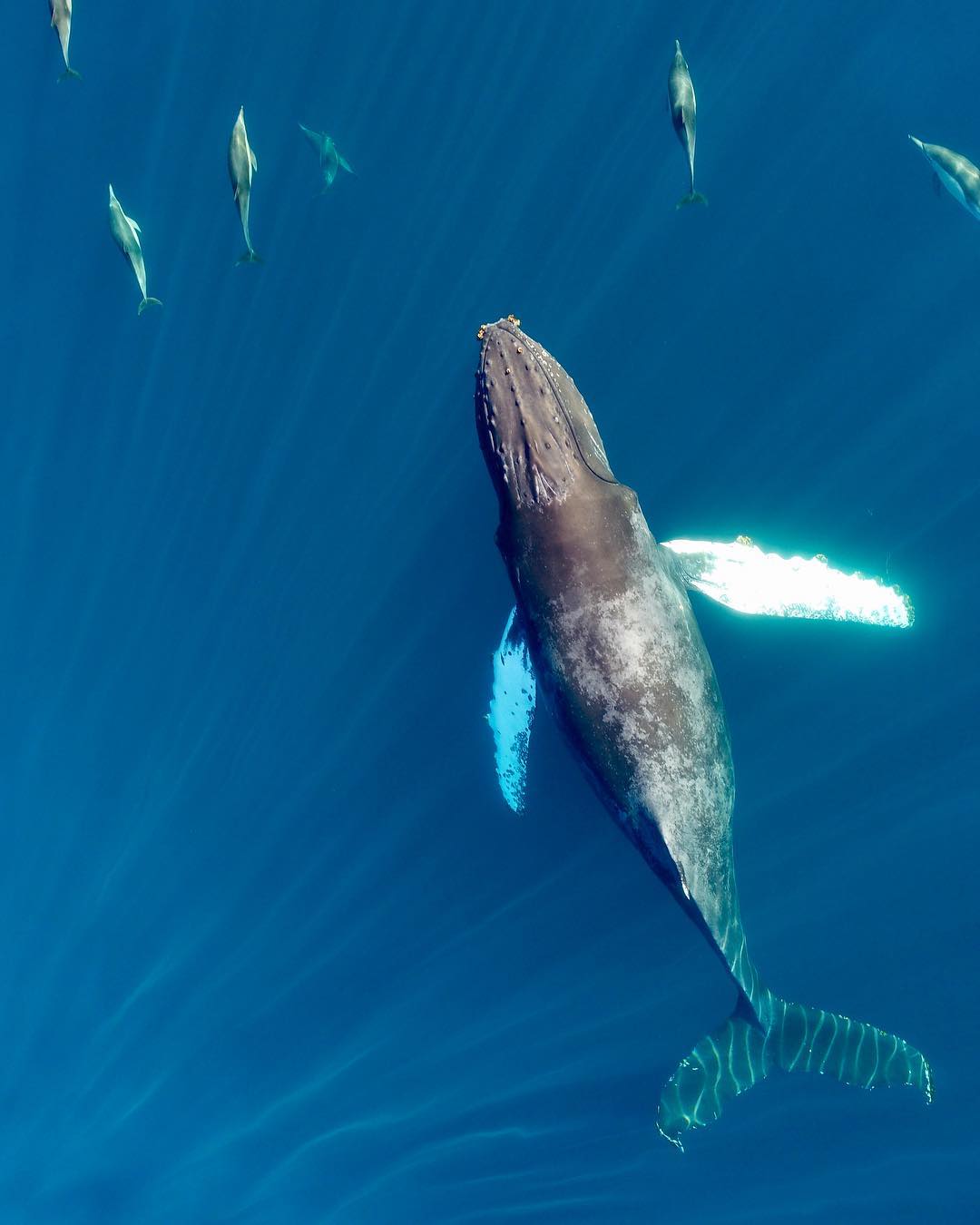 Baleine à bosse vue d'un drone