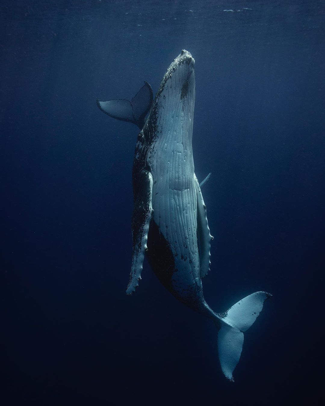 Baleine à bosse verticale