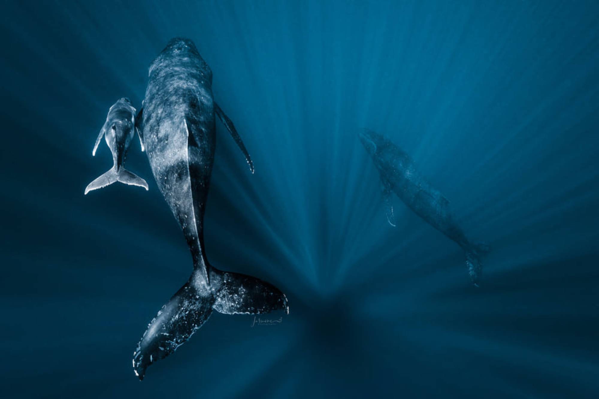 Baleine à bosse dans le grand bleu