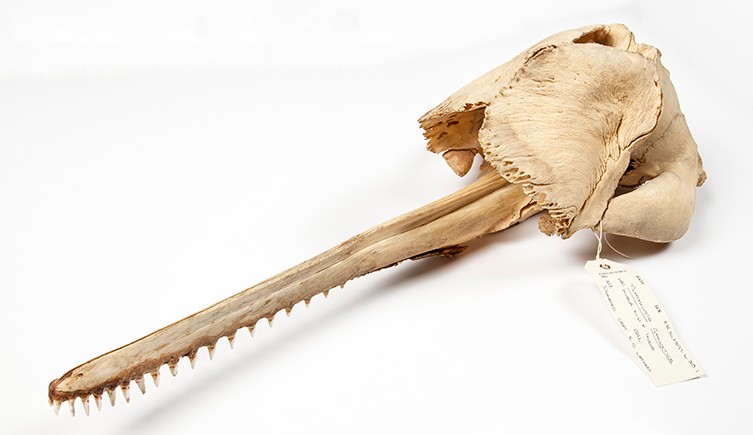Crâne dauphin du Gange