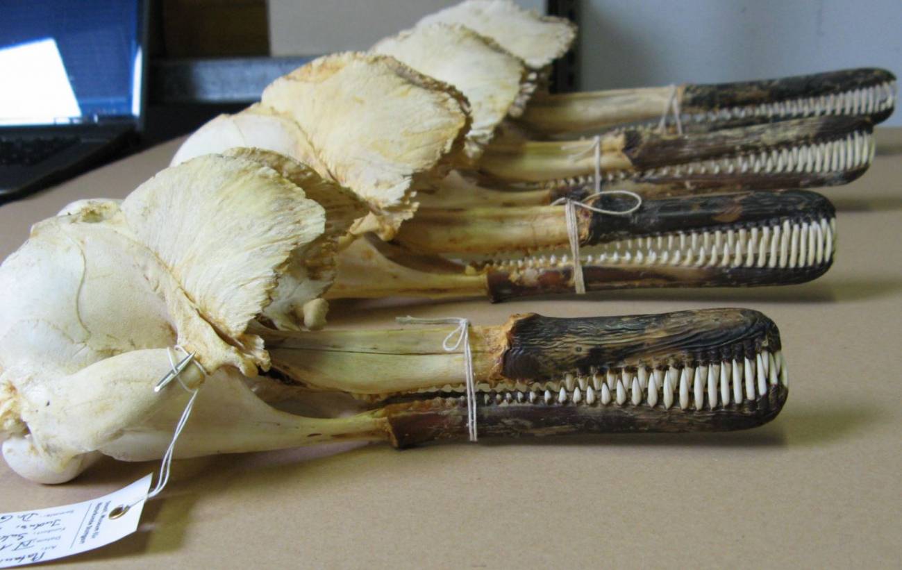 Crânes dauphin indus