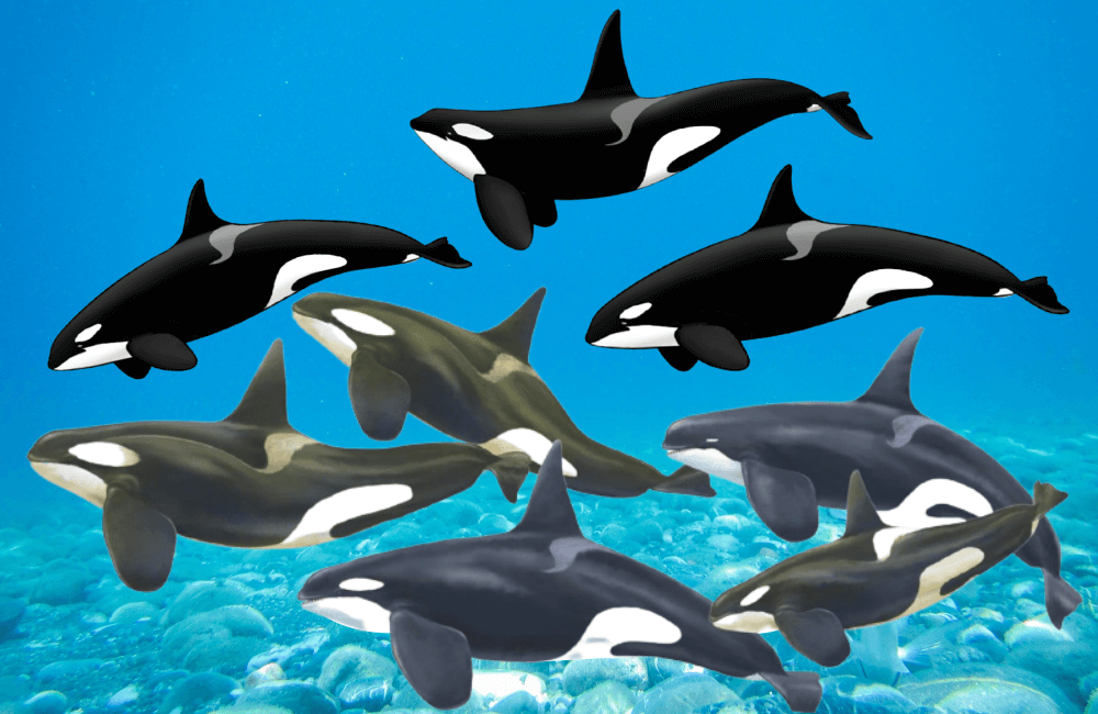 Comment Reconnaître Les Différents Types D’orques