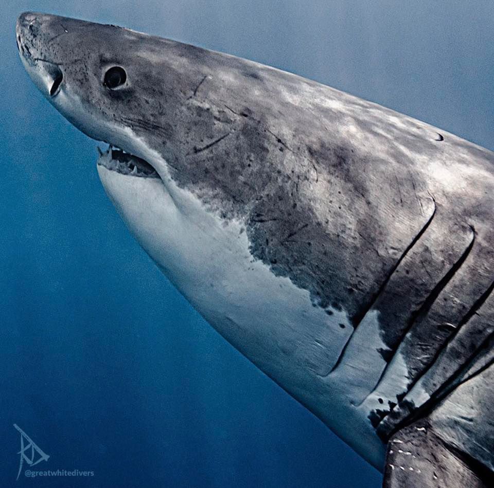 Gros plan tête requin blanc