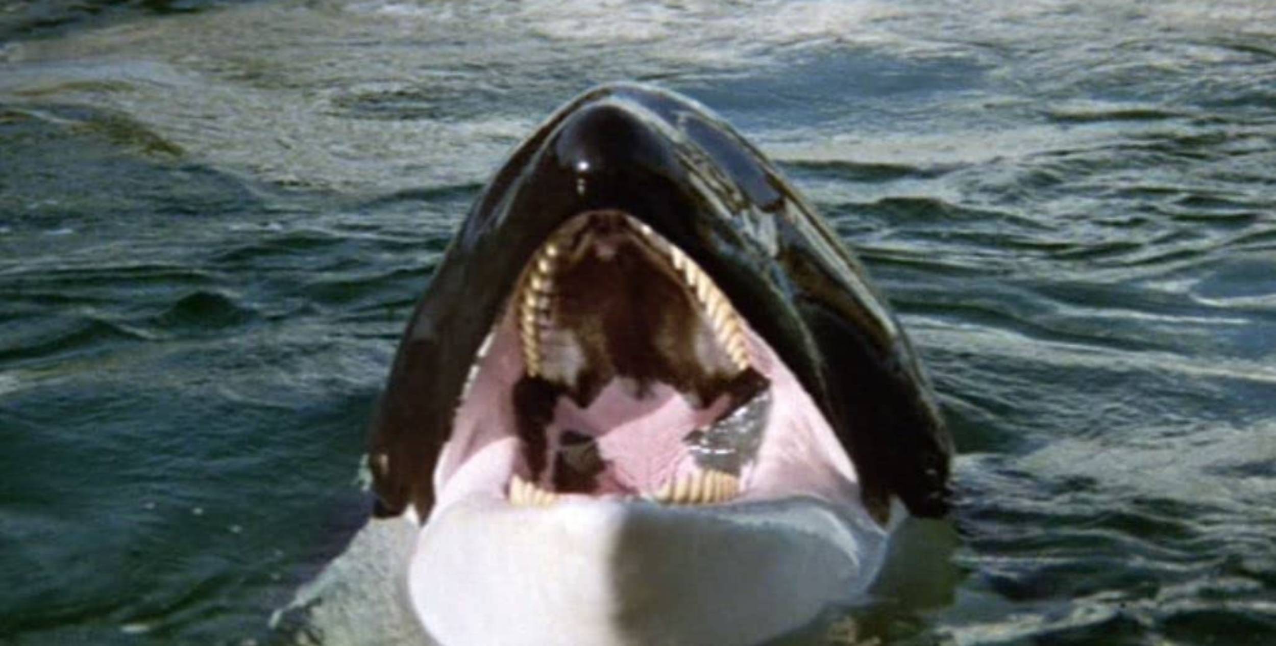 Orca film 8