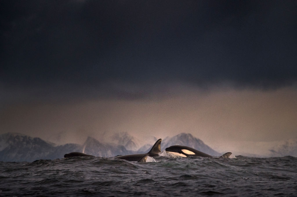 Orques dans les îles Lofoten