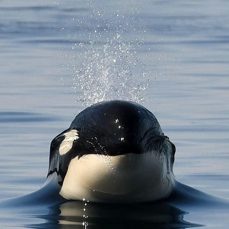 Tête d'orque