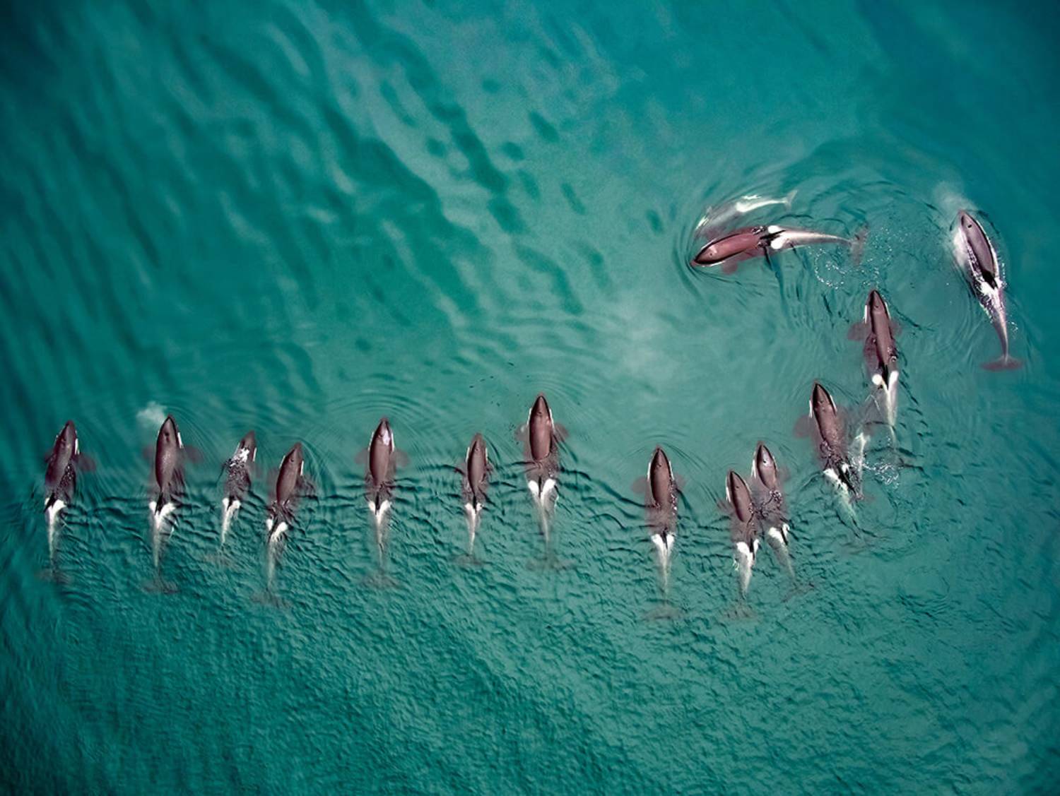 Videos D'orques Par Drone