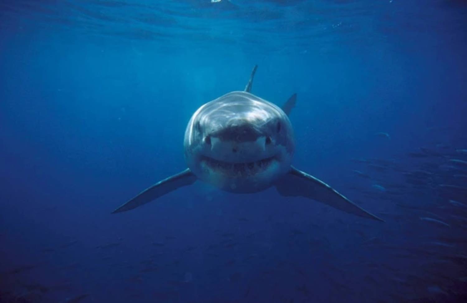 Arrivée requin blanc