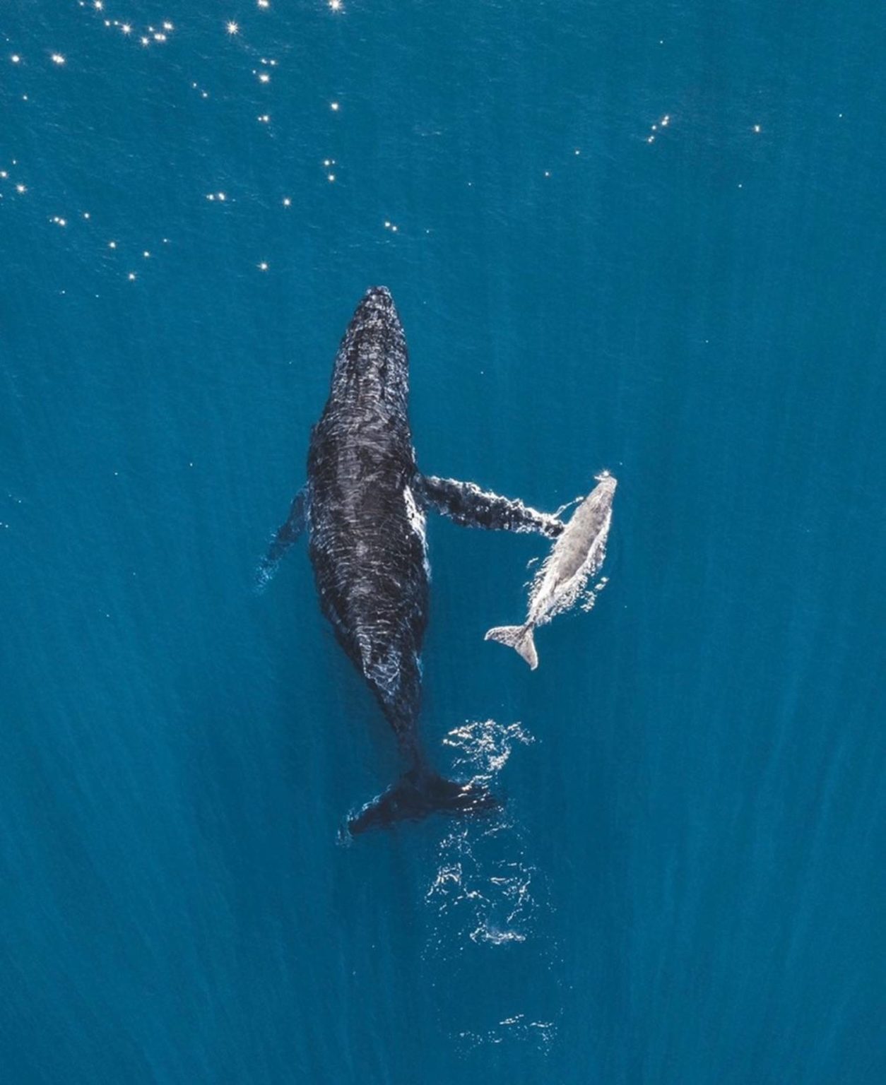 Les vidéos époustouflantes de l’allaitement baleine à bosse