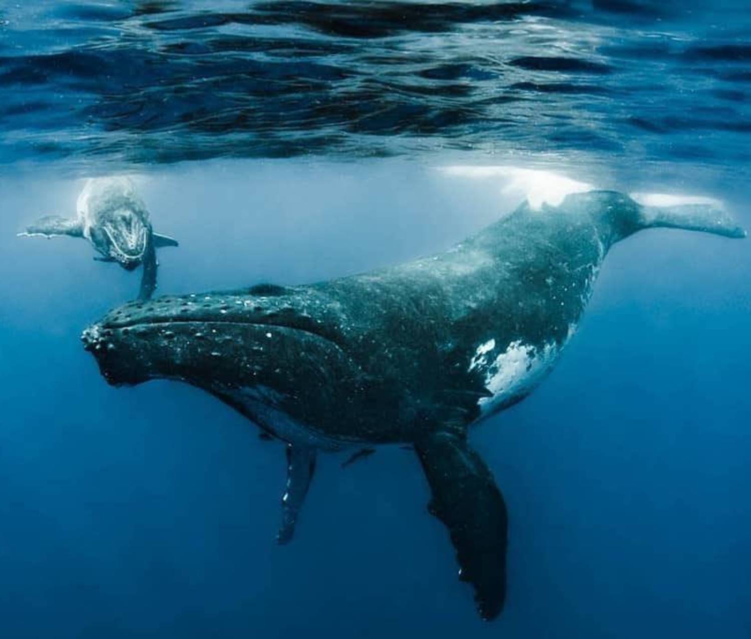 Baleine à bosse et baleineau