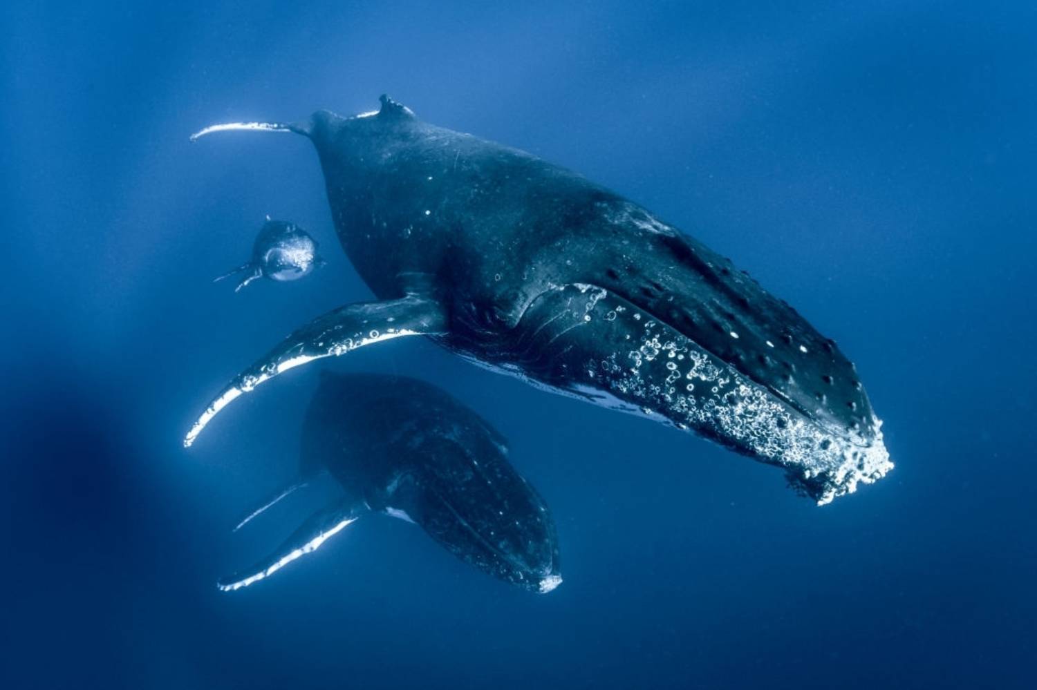 Baleines à bosse trio