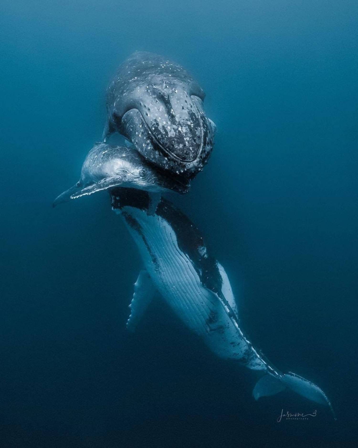 Baleine allaitement