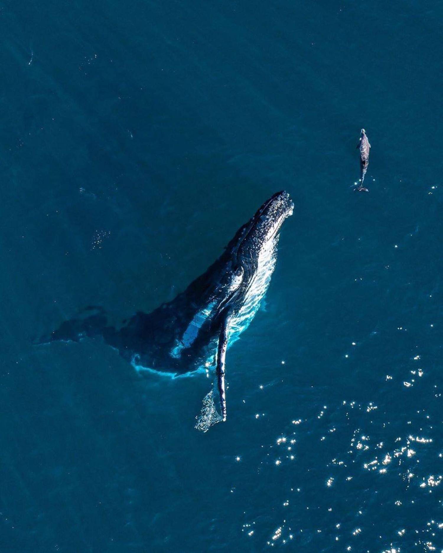 Baleine et baleineau