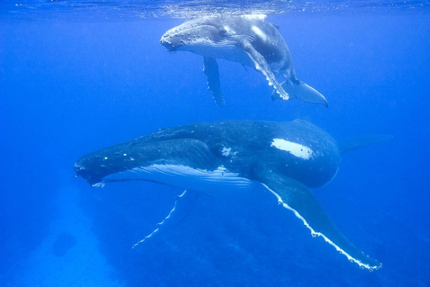 Baleines à bosse mère et fils