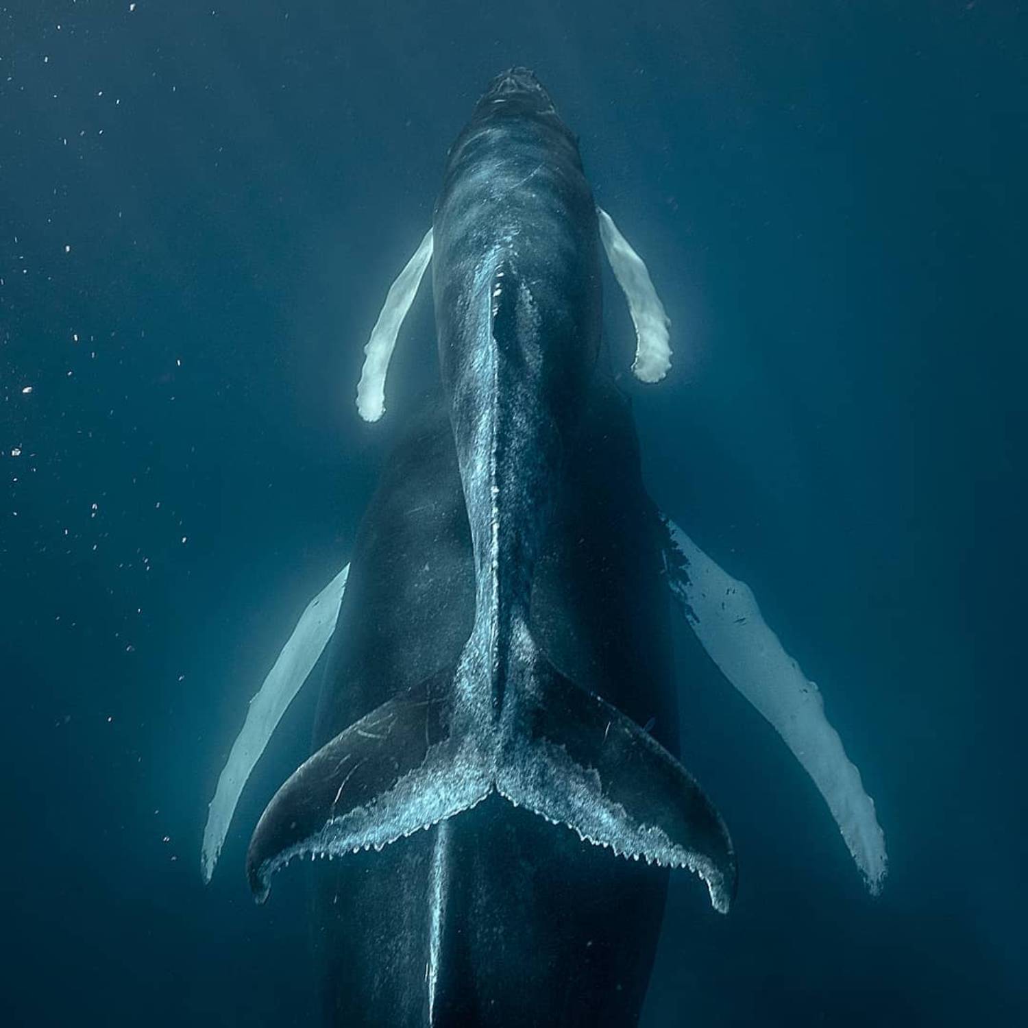 Bébé baleine