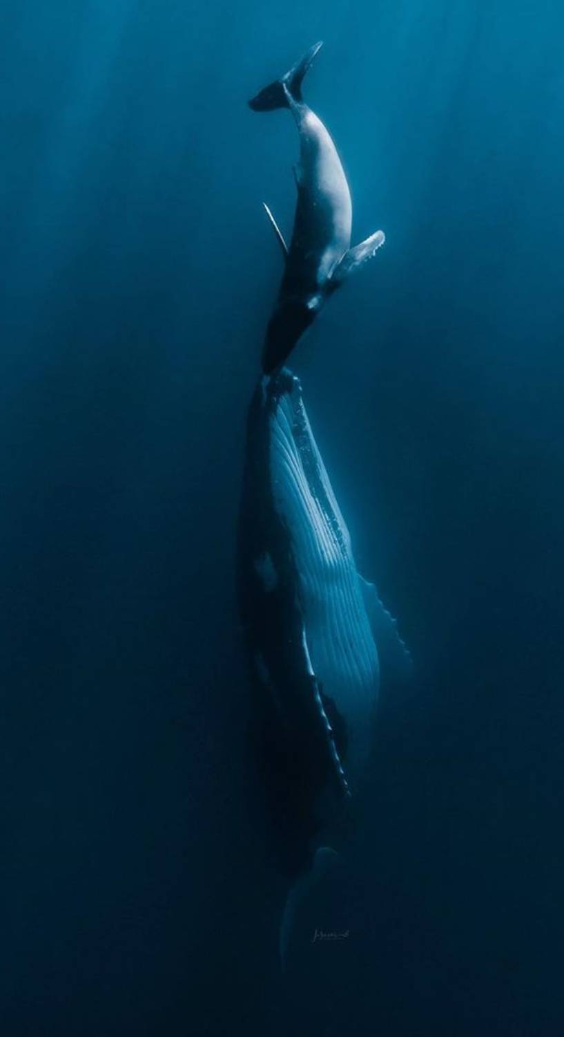 Bébé de la baleine