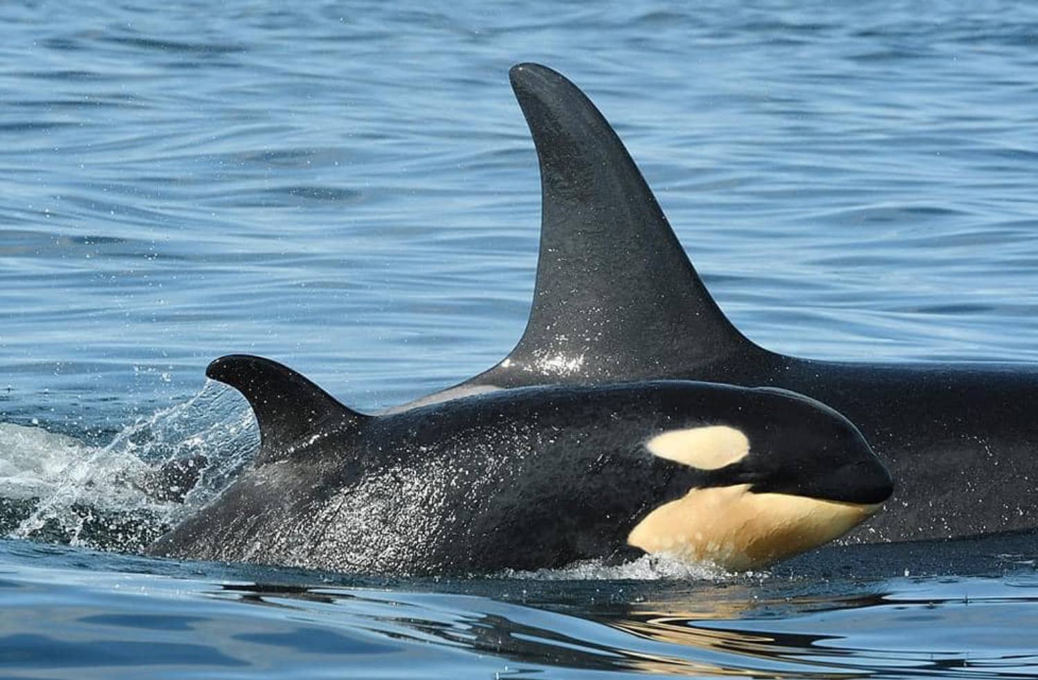 Bébé orque gestation