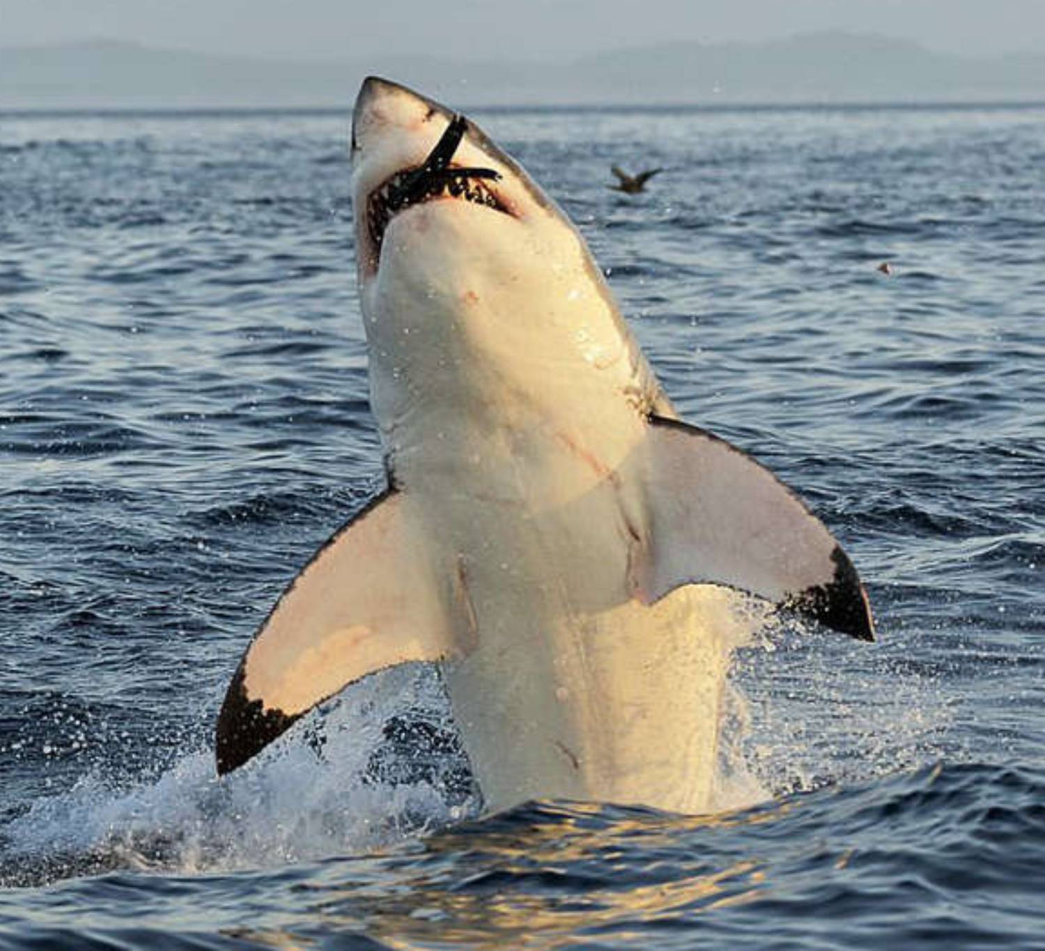 Brèche requin blanc Mossel Bay