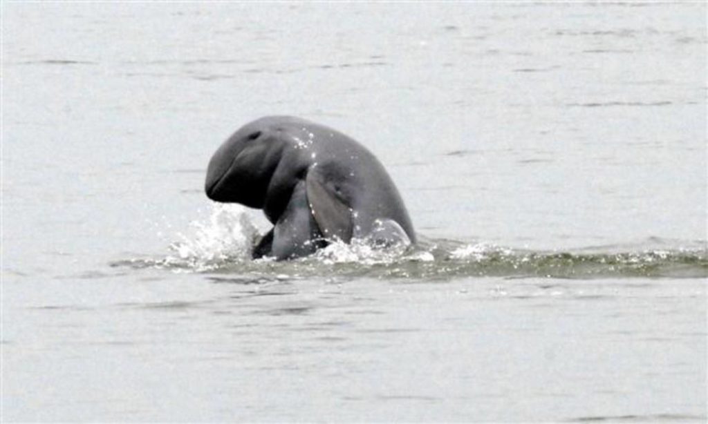 Dauphin de l'Irrawaddy, tout sur Orcaella brevirostris — free download