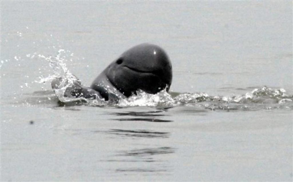 Dauphin de l'Irrawaddy, tout sur Orcaella brevirostris — free download