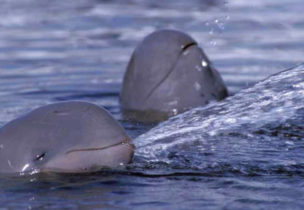 Dauphin de l'Irrawaddy, tout sur Orcaella brevirostris — free download