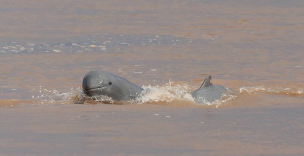Dauphin de l'Irrawaddy, tout sur Orcaella brevirostris — free download