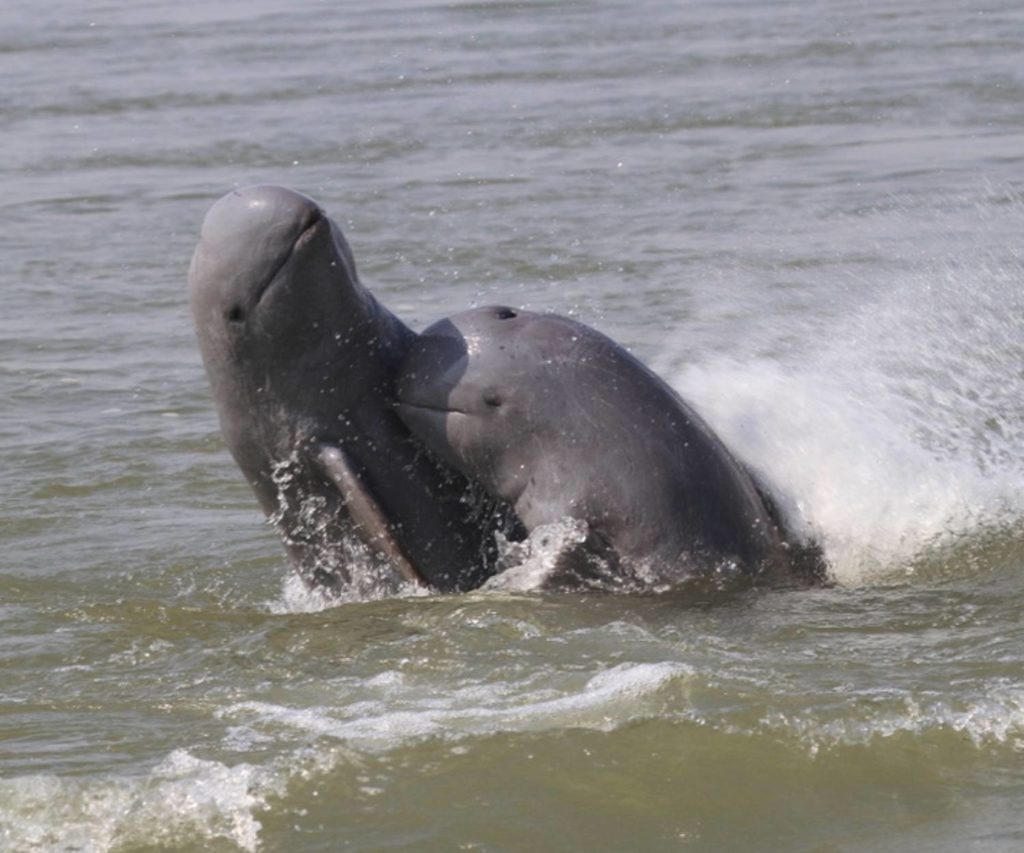 Dauphin de l'Irrawaddy, tout sur Orcaella brevirostris — free download