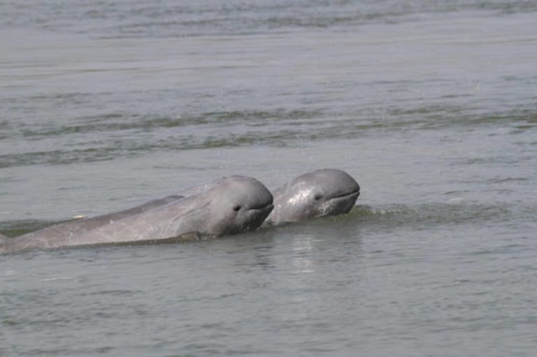 Dauphin de l'Irrawaddy, tout sur Orcaella brevirostris — free download