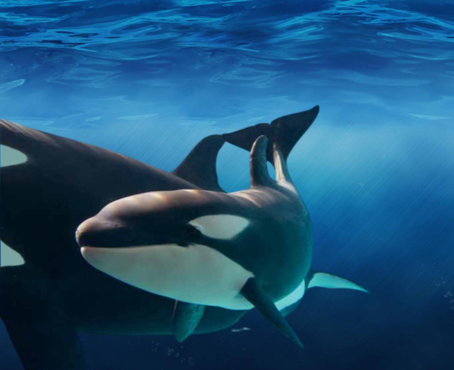Mère et son bébé orque
