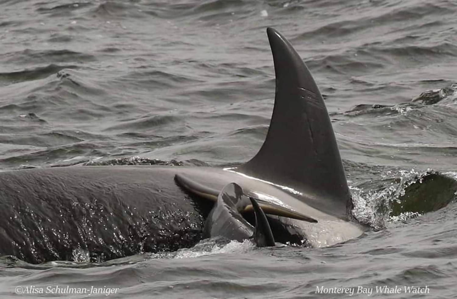 Orque Monterey Bay - bébé orque CA51F et sa mère CA51