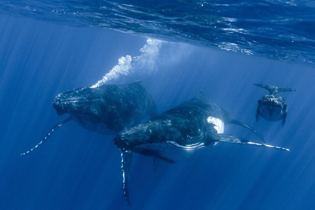 L’altruisme De La Baleine à Bosse Face Aux Attaques Des Orques