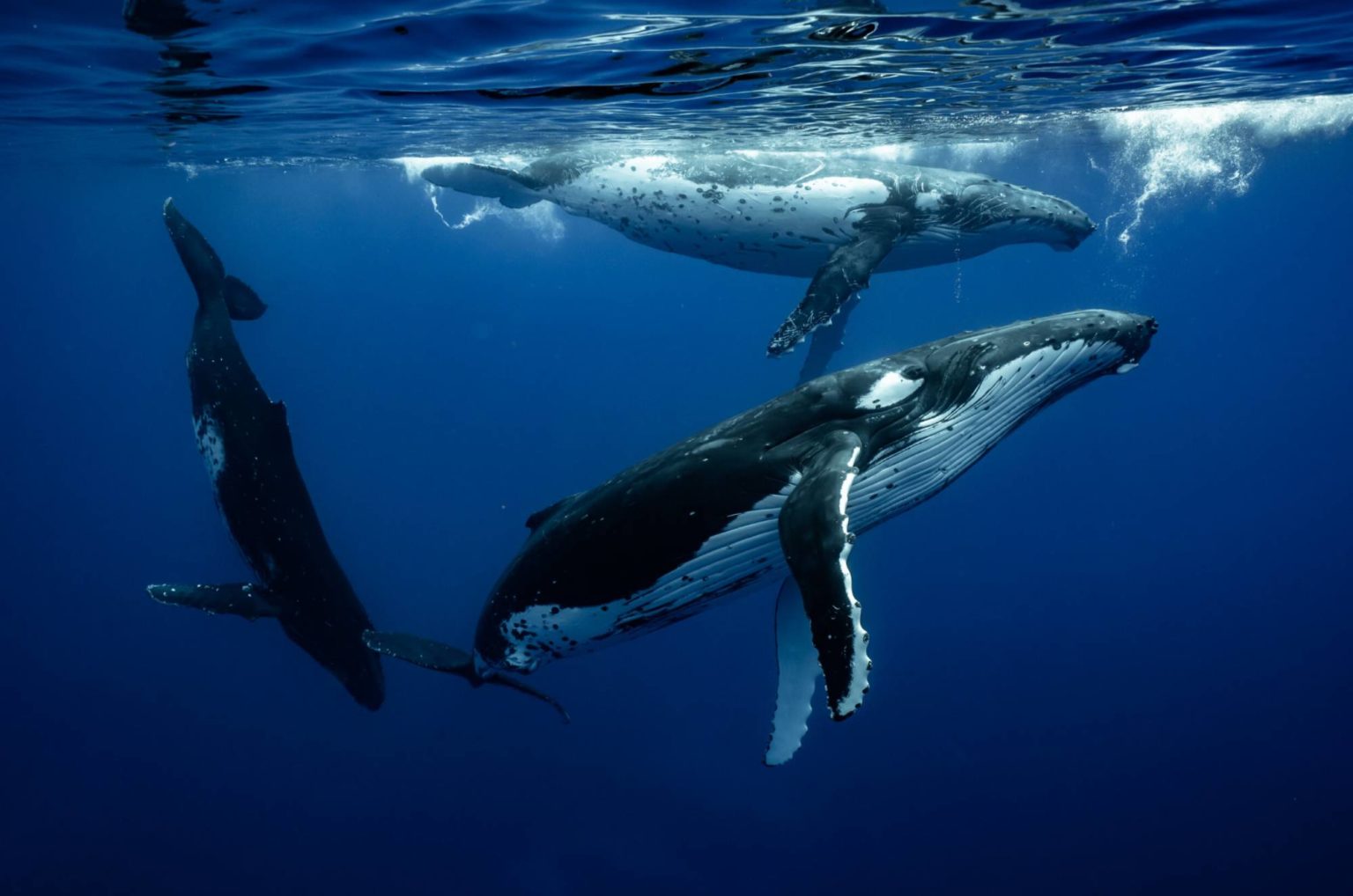 Magnifiques images de la parade nuptiale baleine à bosse